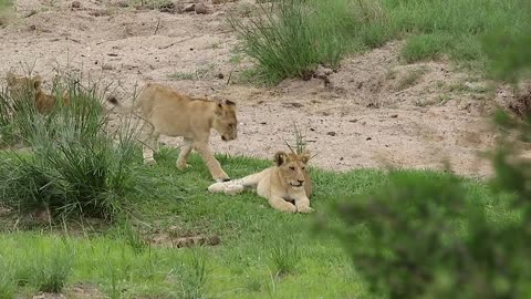 Wild Lion Cub Free Animal Documentary Video