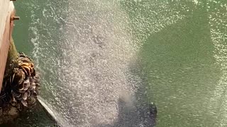 Manatee Swims Over to Enjoy Fresh Water Spray