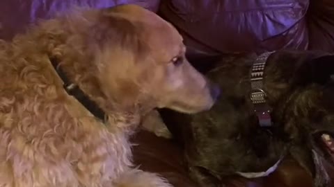ADORABLE DOGS LOVE EACH OTHER.mp4