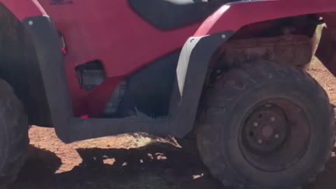 Tulip the Baby Goat Conquers the Quad ATV at H5 Ranch 🏁