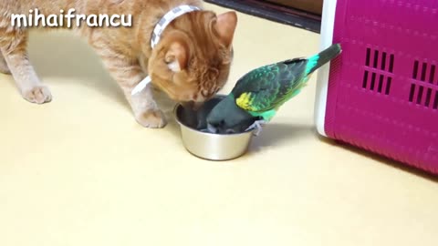Funny Parrots Annoying Cats Compilation -- NEW HD