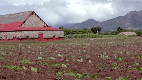 What exactly is Cuban Seed tobacco?- Cigar 101