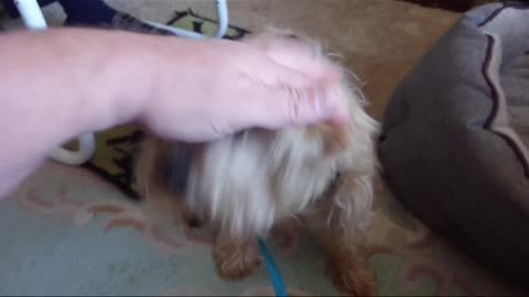 Mitch the Norfolk Terrier responds to having a English accent