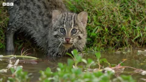 Fishing Cats Masters of the Water| Big Cats| Mysterious Wildlife