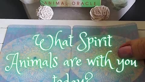 What Spirit Animals Are With You Today? #shorts