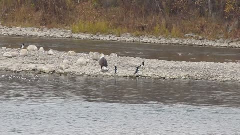 Eagle and Seagull