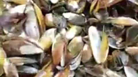 Thousands of mussels found cooked to death in the blazing sun
