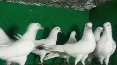 Vehshi pigeon beautiful breeder pair
