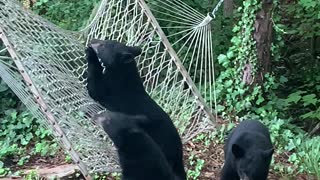 Hammock Confuses Curious Bear Cubs