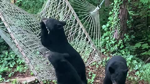 Hammock Confuses Curious Bear Cubs