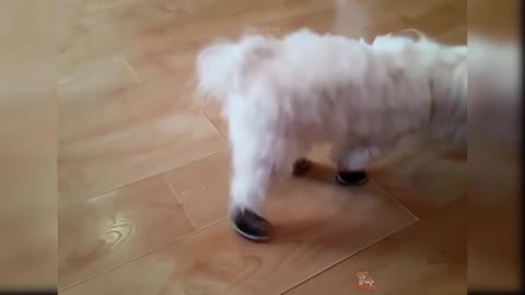 Funny Dogs Trying Dog Shoes for the First Time (2021)