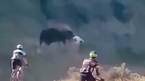 Cyclist vs Bull