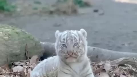 Beautiful Rare White Tiger cub 🐅