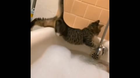 my cat doesn't like baths