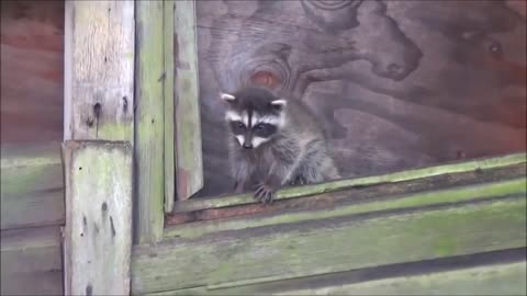 Cheeky Critters: Baby Raccoons Gone Wild!