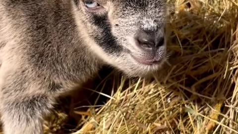 Cute Goat #babygoat #goat #goatoftiktok #minigoat