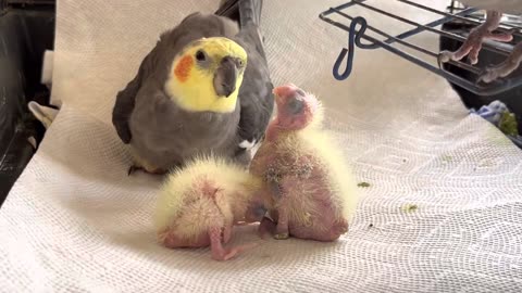 Daddy cockatiel is feeding his babies || Cute Birds