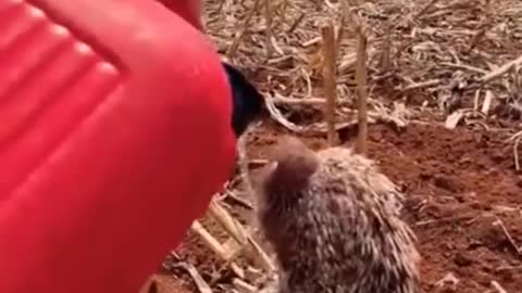 Man Rescuing a Baby Hedgehog