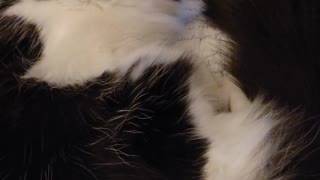 Cat Cries at Bedroom Routine