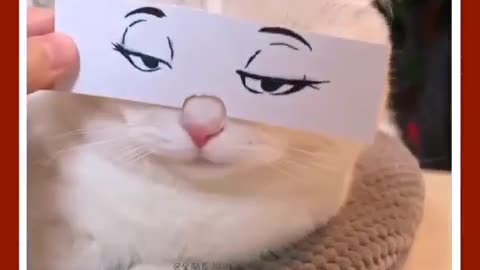 Funny cat videos ever| best cat | cat face expression 🤣😂