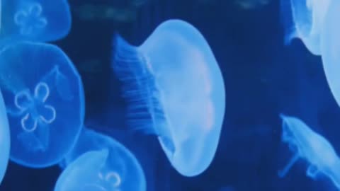 Dive into the mesmerizing world of bioluminescence ✨🌊