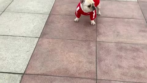 Amazing Skateboarding Dog.