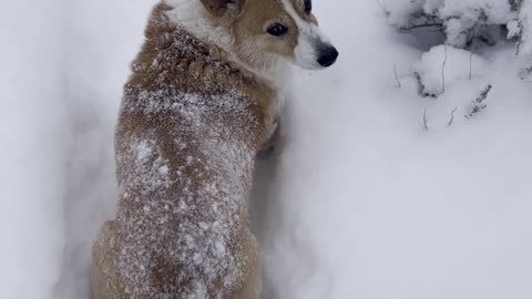 Sassy Corgi Doesn't Want to Play in the Snow