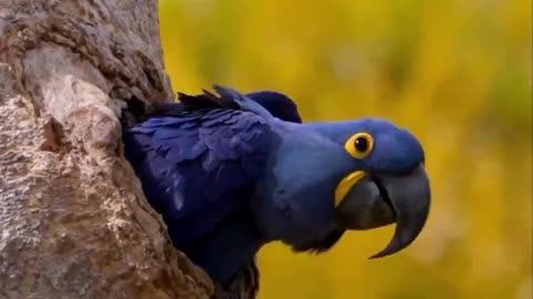 "Feathers of Cuteness: Witness the Adorable Magic as the Hyacinth Macaw Takes Flight!"