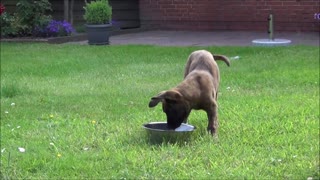 Cachorro adorablemente confundido con cómo beber agua de un bowl