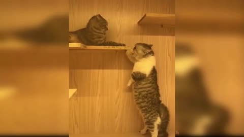 The Best Interesting Feline Videos_ The Cutest Feline Recordings Section 4