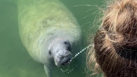 Manatee Thirsty for Bottled Water