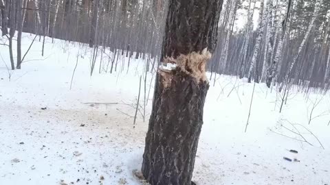 News Break: Cutting down a tree with a shotgun.