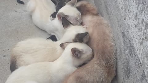 Adorable Babies Cats And Their Mother