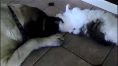 Giant English Mastiff snuggles with cat friend