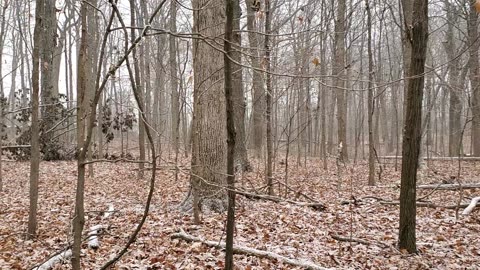 Snowfall in Southeast Michigan Forest