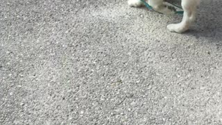 Cute Puppy Takes Best Friend for a Walk