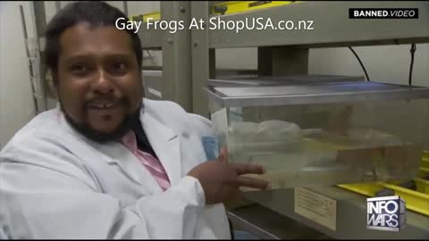 Gay Frogs At ShopUSA.co.nz