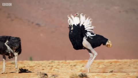 Ostrich performance in his Life