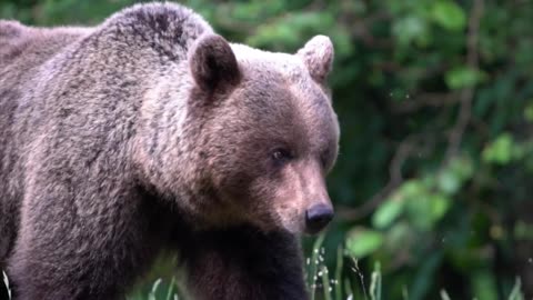 Meet the Brown Bear | 2k HD Video