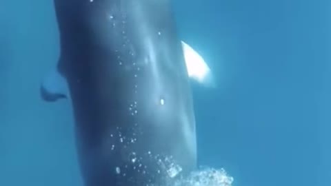 The sight of the whale spouting underwater is simply beautiful