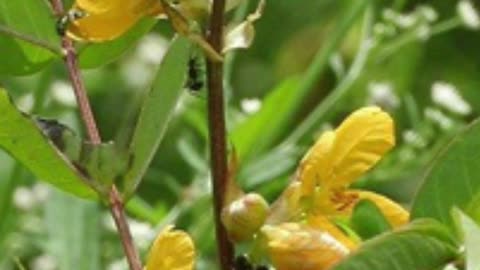 The Definitive Guide to Coffee Senna Herb Benefits
