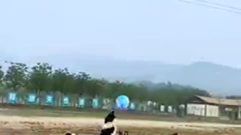 Dogs are playing volleyball most popular footage