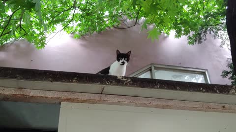 A cute cat is walking on the roof.