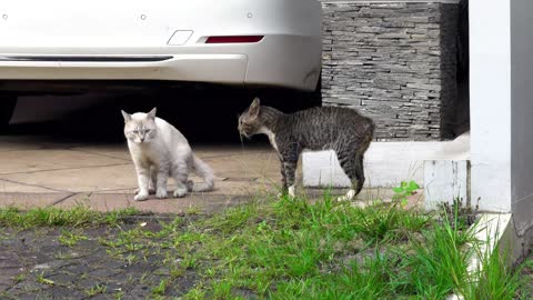 ❤ Two Cats Fighting ❤