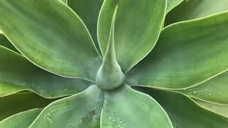 Beautiful sun plant unbelievable growing in my garden