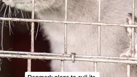 Denmark plans to cull its entire population of roughly 15 million minks