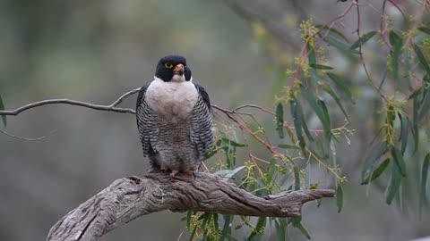 Majestic female peregrine falcon in lens.
