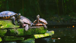 Turtles