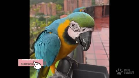 Funny Parrots Videos Compilation cute moments of the animals - Cutest Parrots #17