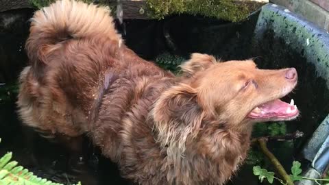 Dog Chills Out In Water Fountain After Morning Walk